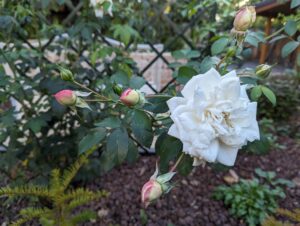 Gartenplanung Schaugarten Rose an Rosenlaube