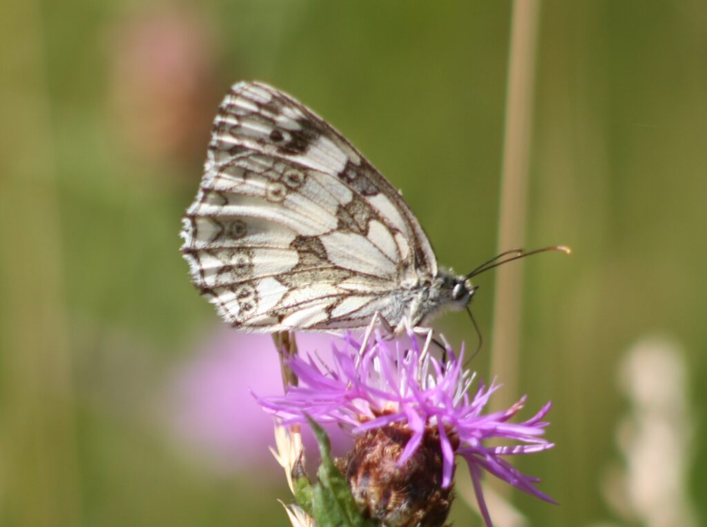 Schachbrettfalter