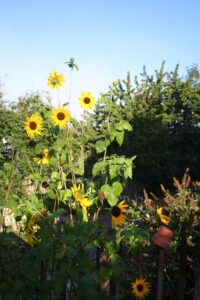 Gartenplanung Schaugarten Sonnenblumen