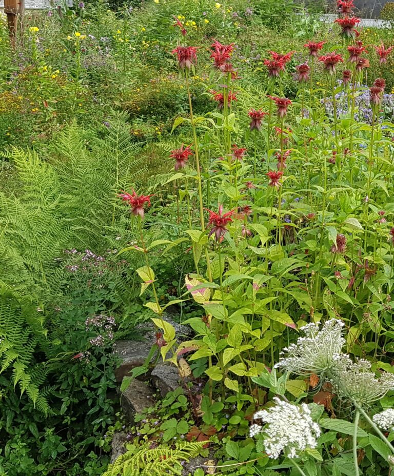 Gartenstil Naturgarten heimische Pflanzen