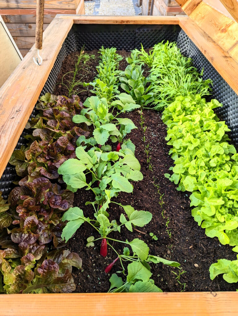 Gartenideen Hochbeete Salat Radieschen